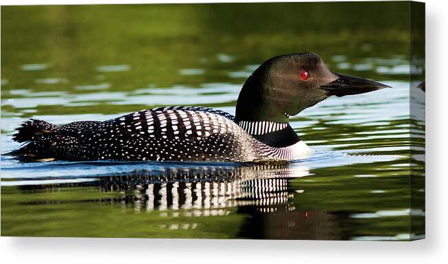 Common Loon Canvas Print featuring the photograph Common Loon #3 by John Rowe