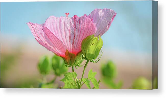 Landscape Flower Canvas Print featuring the photograph Flower #1 by Michelle Wittensoldner