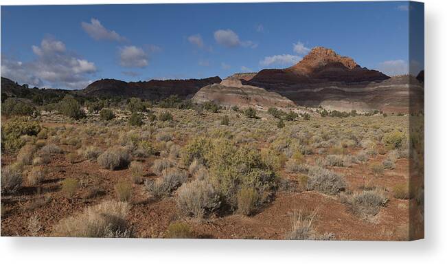 Panoramic Canvas Print featuring the photograph Plants in a desert #1 by Fotosearch