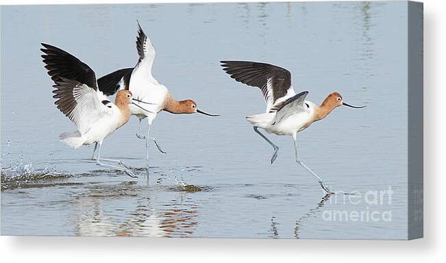 Bird Canvas Print featuring the photograph American Avocet #7 by Dennis Hammer