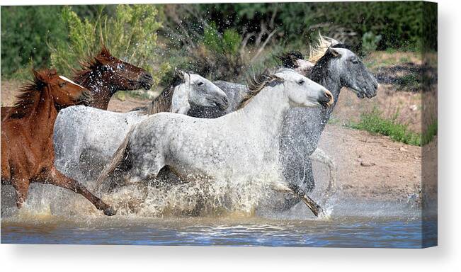 Stallion Canvas Print featuring the photograph A colorful splash. by Paul Martin
