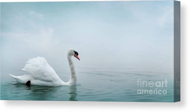 Swan Canvas Print featuring the photograph Beautiful white swan swimming in water. Fine art nature with wil by Jelena Jovanovic