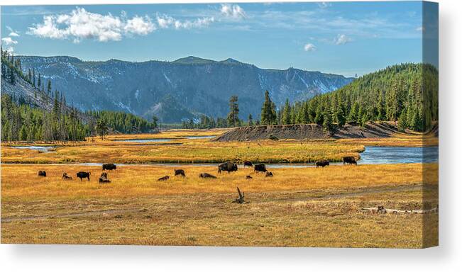 Yellowstone Canvas Print featuring the photograph Bison Roaming Madison River in Yellowstone by Kenneth Everett