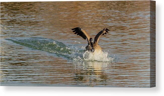 Goose Canvas Print featuring the photograph Hard Landing by Yeates Photography