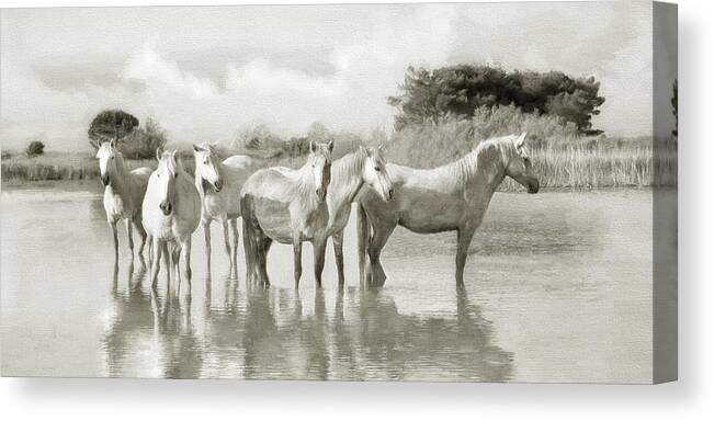 Horse Canvas Print featuring the photograph Wild Horses Resting by Karen Lynch