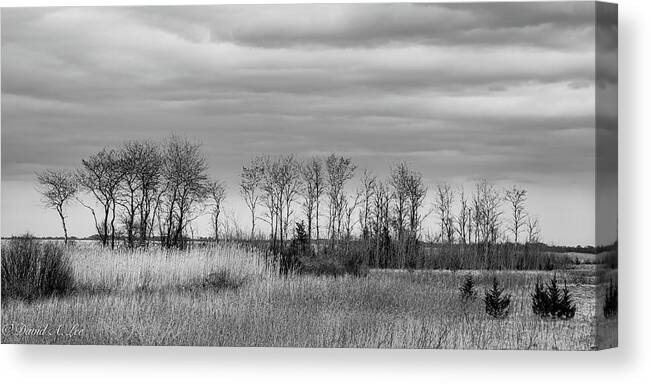 Trees Canvas Print featuring the photograph Island Sentries by David Lee