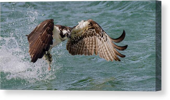 Osprey Canvas Print featuring the photograph Lift Objective by RD Allen