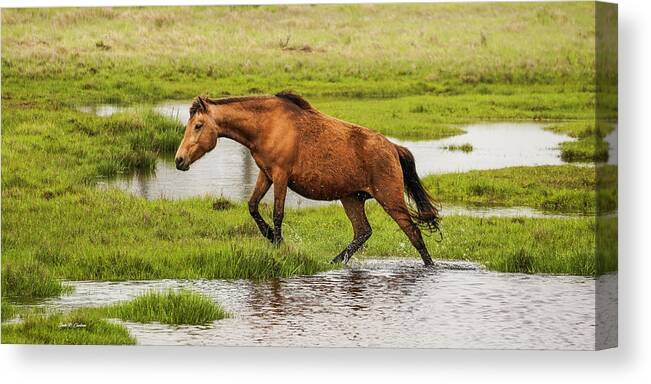 Assateague Canvas Print featuring the photograph Liz's Serenity by Dale R Carlson