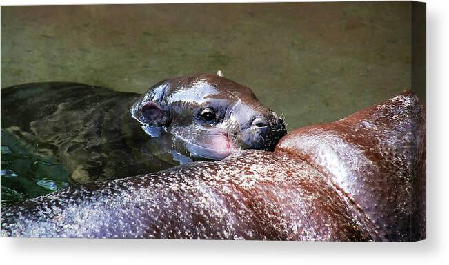 Hippo Canvas Print featuring the photograph Pygmy Hippo LP 3A by Sally Fuller
