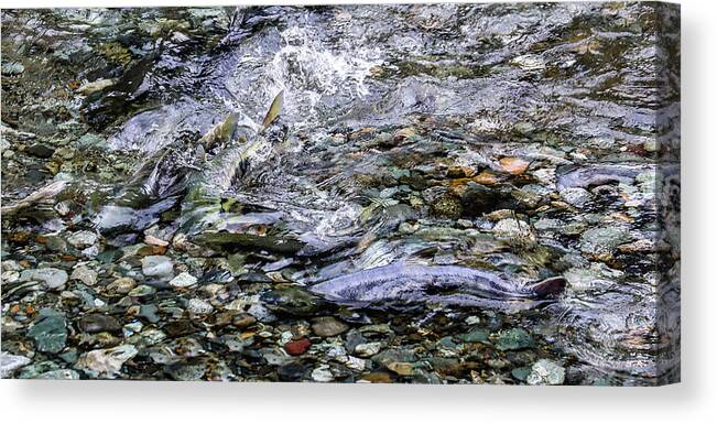 Salmon Canvas Print featuring the photograph Salmon 14A by Sally Fuller