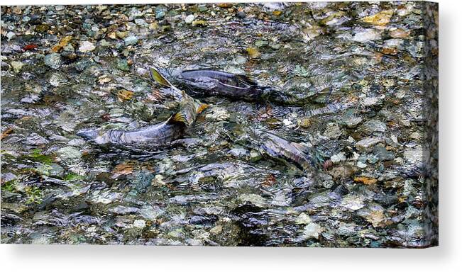 Salmon Canvas Print featuring the photograph Salmon 4A by Sally Fuller