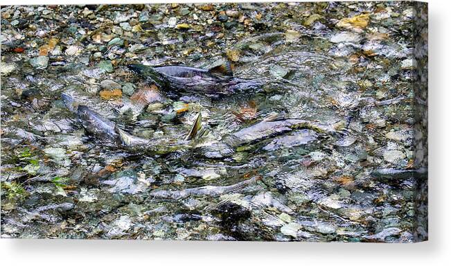 Salmon Canvas Print featuring the photograph Salmon 5A by Sally Fuller