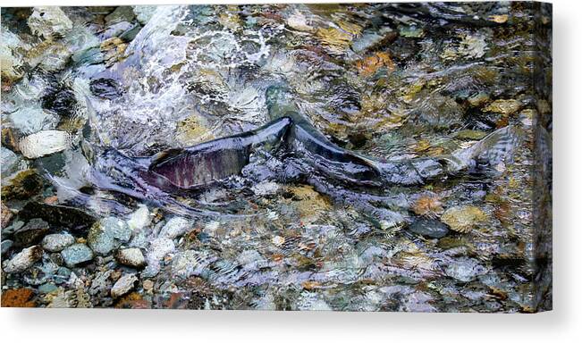 Salmon Canvas Print featuring the photograph Salmon 7A by Sally Fuller