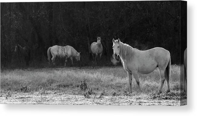 Shawnee Canvas Print featuring the photograph Shawnee Herd by Holly Ross