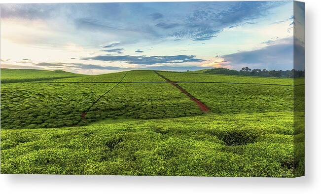 Farming Canvas Print featuring the photograph The Tea Fields of Uganda by Rick Furmanek