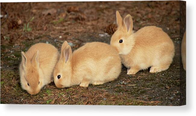 Rabbits Canvas Print featuring the digital art Three Baby Bunnies by Peggy Collins
