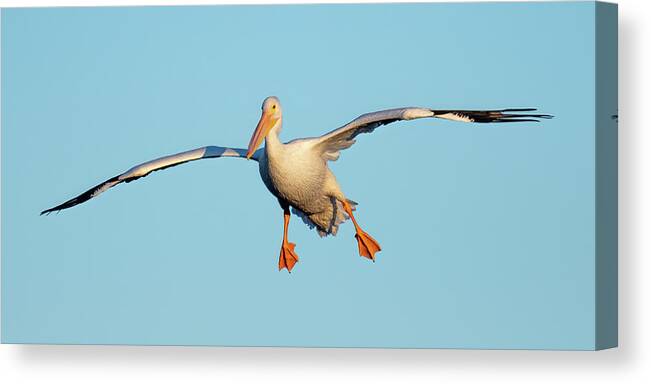 White Pelicans Canvas Print featuring the photograph White Pelican Landing Position by Bradford Martin