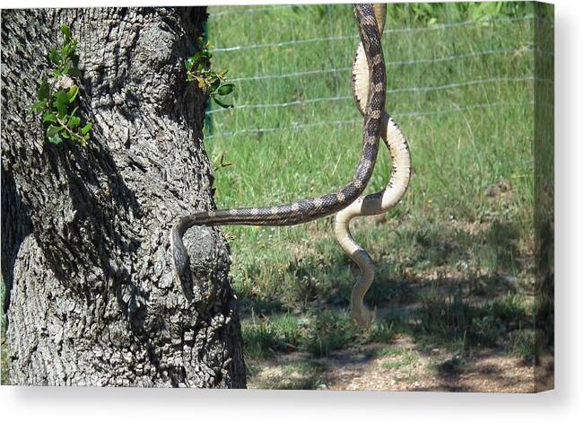 Snake Canvas Print featuring the photograph Oh My by Robert Rhoads