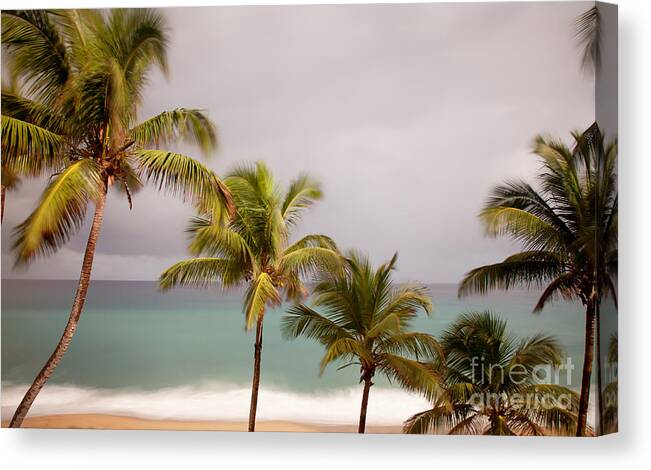 Beach Canvas Print featuring the photograph Palm Beach by Jo Ann Tomaselli