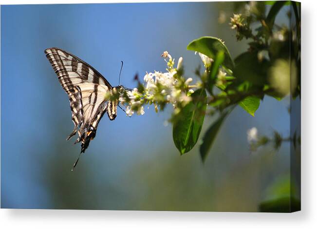 Butterfly Canvas Print featuring the photograph Swallowtail by Mark Alan Perry