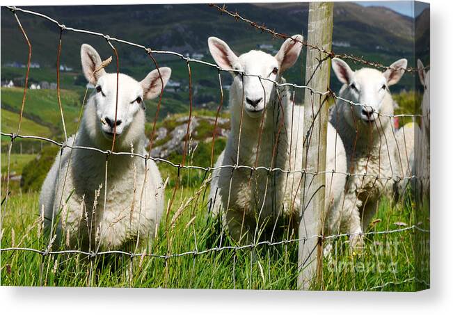Donegal Ireland Landscape Canvas Print featuring the photograph Curious Sheep by Lexa Harpell