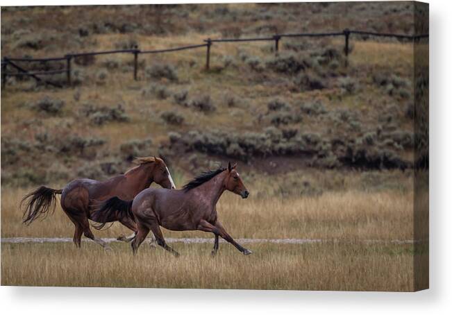 Horses Canvas Print featuring the photograph Frisky Equine by Gary Migues