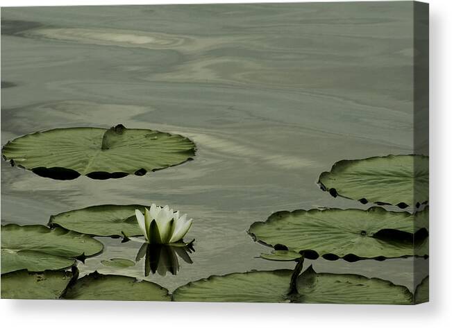 Lily Pad Canvas Print featuring the photograph White Water Lily by Cheryl Day