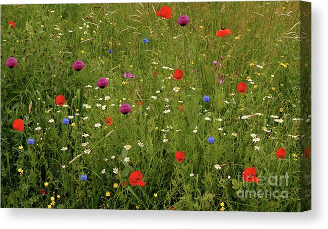 Summer Canvas Print featuring the photograph Wild Summer Meadow by Baggieoldboy