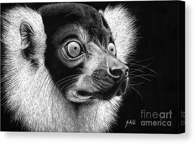 Lemur Canvas Print featuring the drawing Black and White Ruffed Lemur by Sheryl Unwin