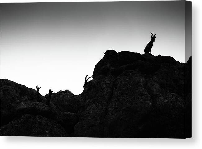 Ibex Canvas Print featuring the photograph Part of the landscape by Gary Browne