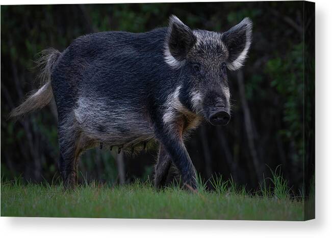Hog Canvas Print featuring the photograph Wild Boar 2 by Larry Marshall