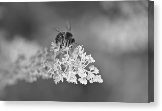 Nature Canvas Print featuring the photograph Evolution #2 by Steven Poulton