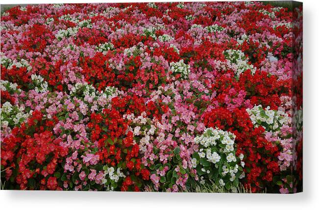 Flowers Canvas Print featuring the photograph Flower Bed #1 by Tinjoe Mbugus