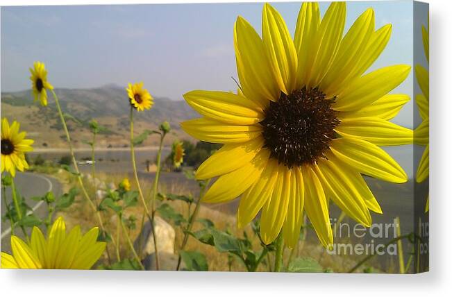 Art Canvas Print featuring the photograph Sunflowers by Chris Tarpening