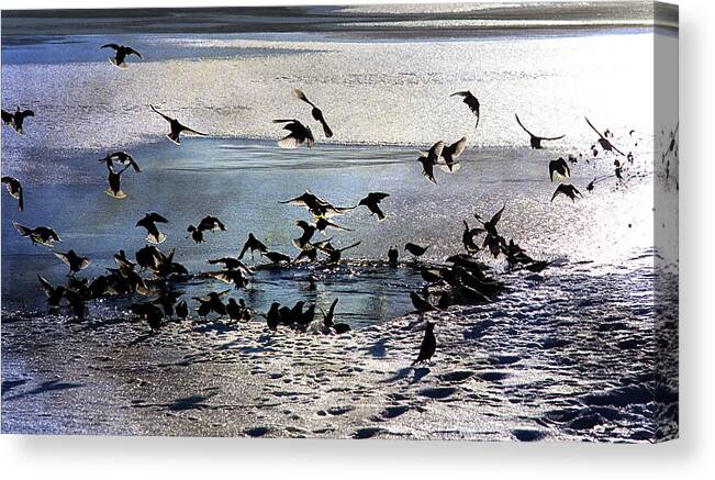 Bird Canvas Print featuring the photograph Waxwings by Kathy Bassett