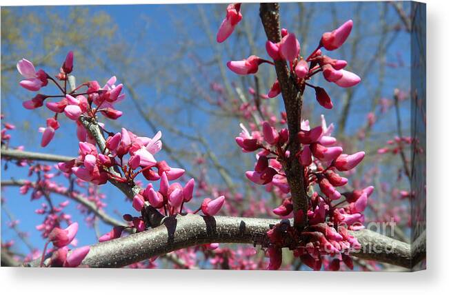 Bud Canvas Print featuring the photograph Color of the Spring #2 by Xueyin Chen