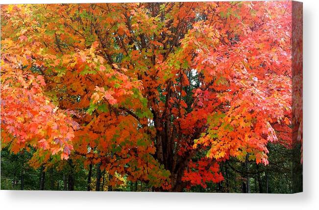 Fall Canvas Print featuring the photograph Fall Explosion of Color #19 by Kenny Glover