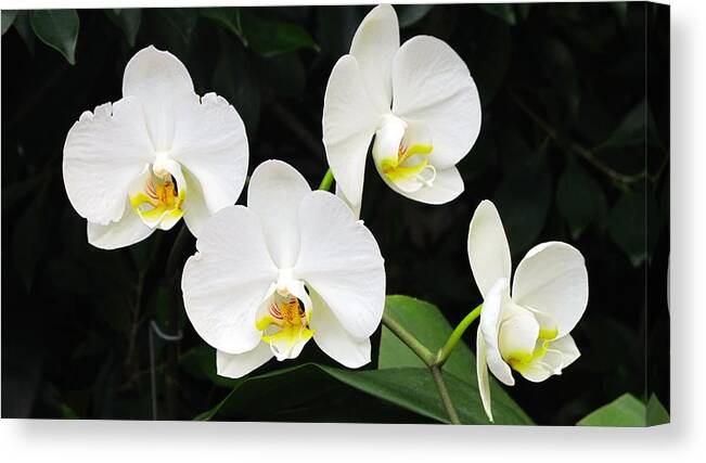 Orchid Canvas Print featuring the photograph White orchids #2 by Sue Morris