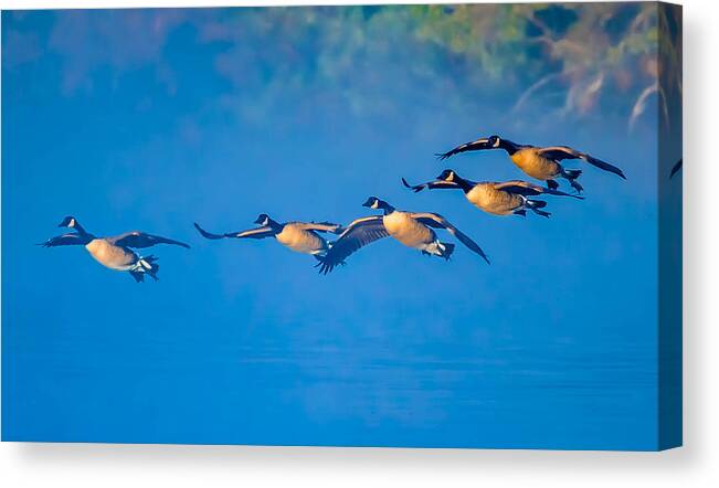 Avian Canvas Print featuring the photograph Incoming Geese by Brian Stevens