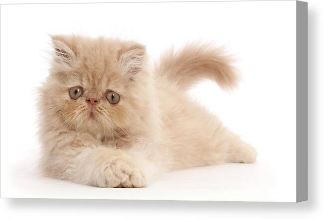 Animals Canvas Print featuring the photograph Persian Kitten #3 by Mark Taylor