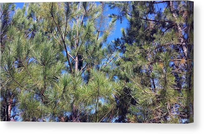 Pine Canvas Print featuring the photograph Pine Forest Fall #3 by Kenny Glover