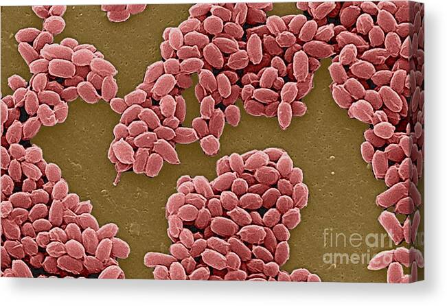 Science Canvas Print featuring the photograph Anthrax Bacteria Sem #5 by Science Source