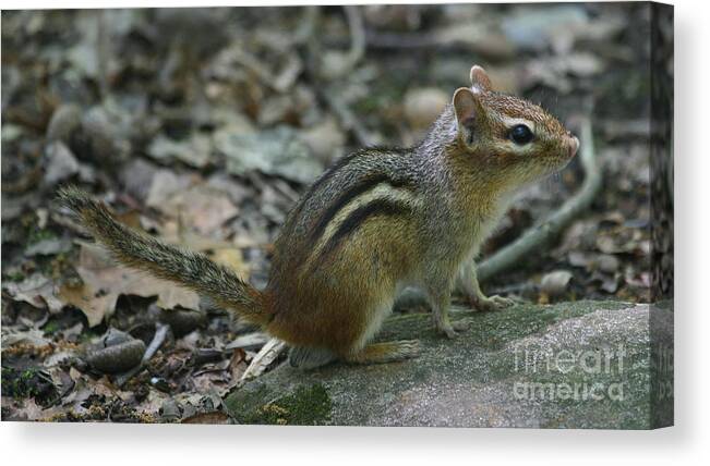 Chipmunk Canvas Print featuring the photograph Chipmunk #7 by Ken Keener