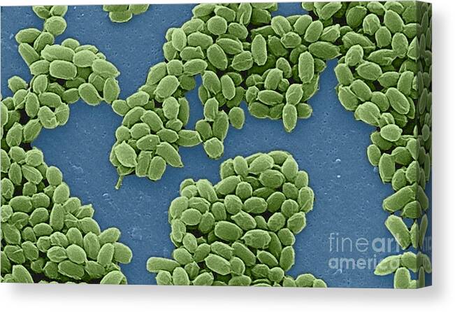 Science Canvas Print featuring the photograph Anthrax Bacteria Sem #9 by Science Source