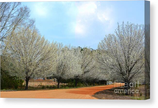 Spring Canvas Print featuring the photograph A Touch Of Spring by Kathy Baccari