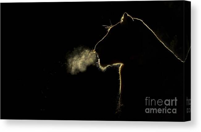 Nis Canvas Print featuring the photograph African Lioness Breath Sabi Sands South by Brendon Cremer