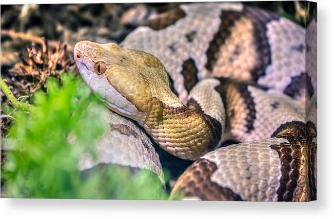 Agkistrodon Canvas Print featuring the photograph Agkistrodon contortrix by Traveler's Pics
