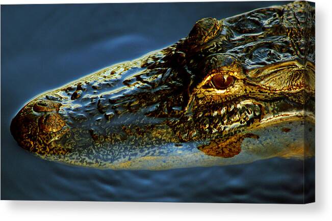 Florida Canvas Print featuring the photograph Alligator by Daniel Woodrum