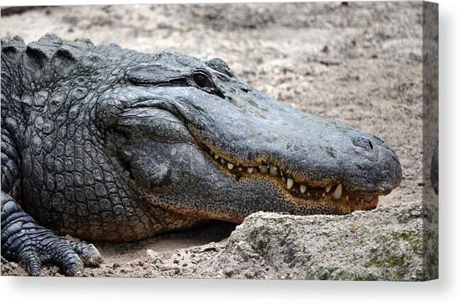Alligator Canvas Print featuring the photograph Alligator Smile by Richard Bryce and Family