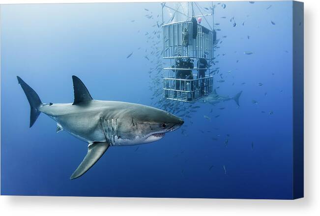 Shark Canvas Print featuring the photograph Animals In Cage by Davide Lopresti